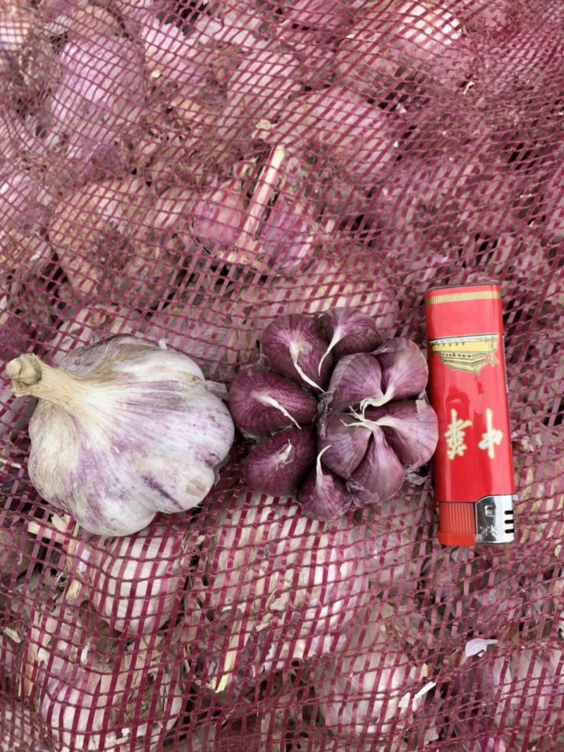 云南红蒜干蒜产地直供一手货源一代种好种子蒜