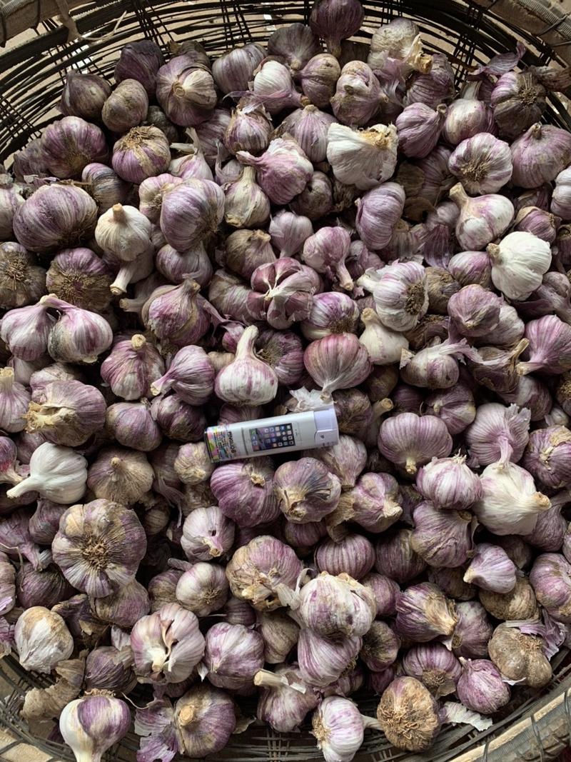 云南红蒜干蒜产地直供一手货源一代种好种子蒜