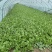 精品大棚毛白菜上海青，基地纯一手低价供应