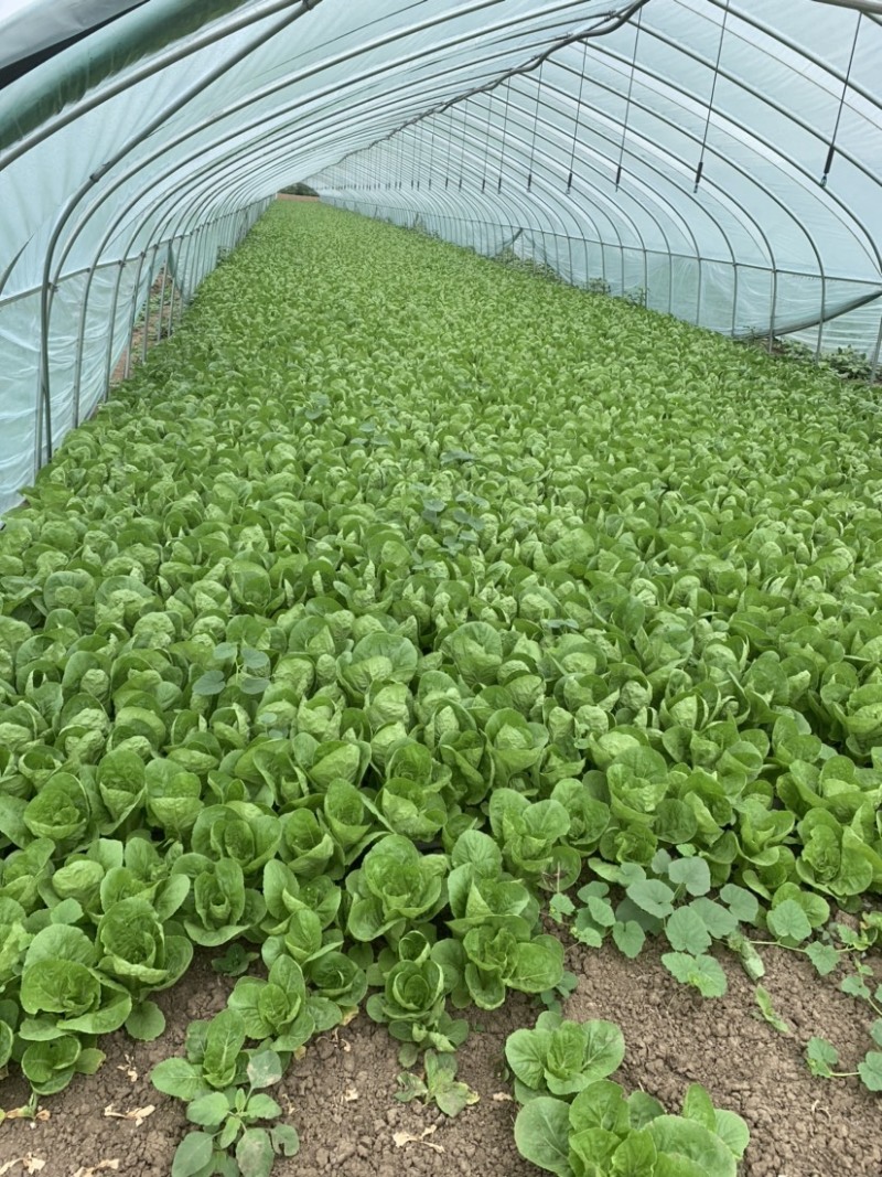 精品大棚毛白菜上海青，基地纯一手低价供应