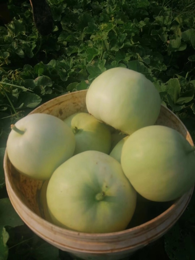 本地甜瓜大量上市，有需要的联系