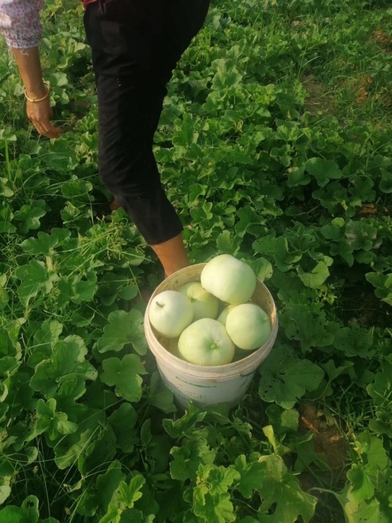 本地甜瓜大量上市，有需要的联系