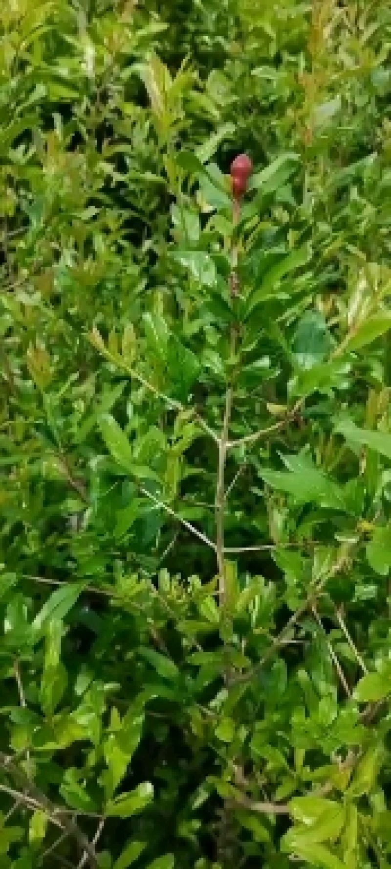 云南丽江大叶突尼斯软籽石榴苗全国快递包邮
