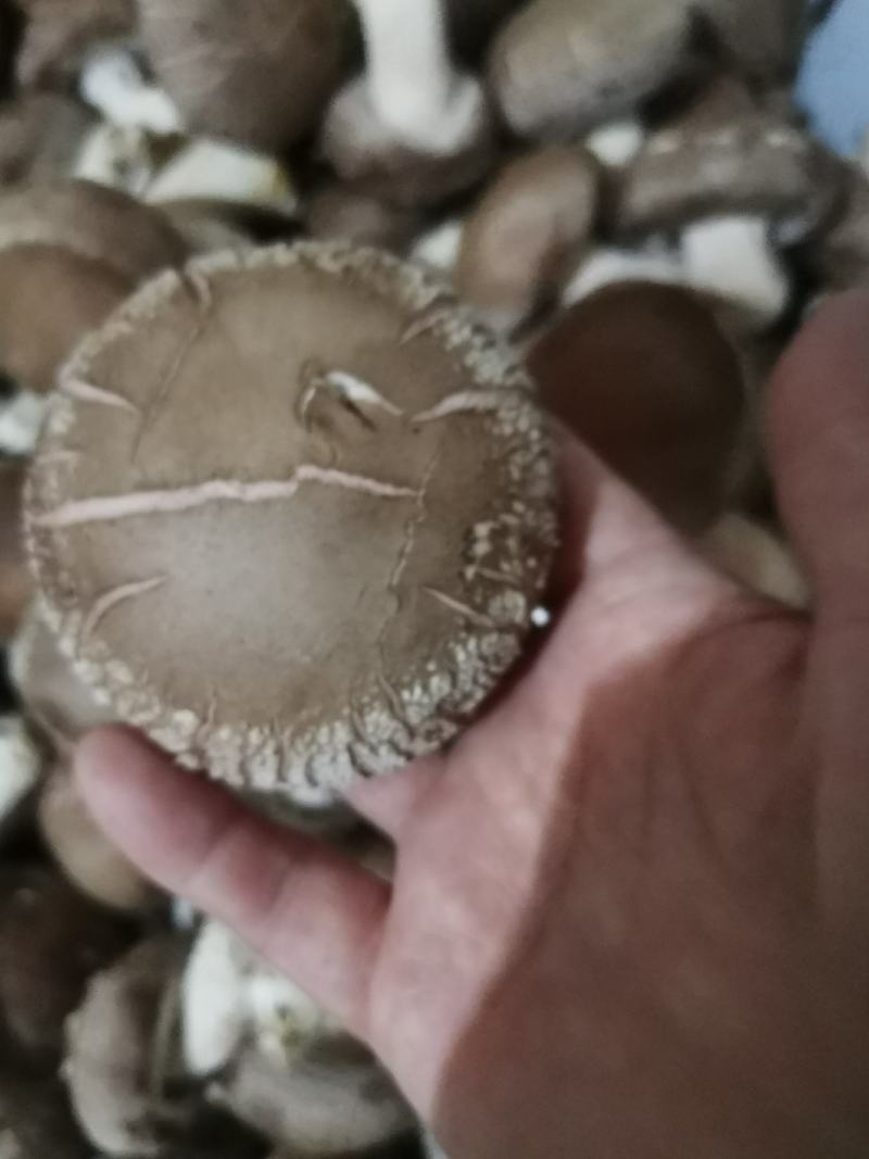 大白花香菇，这几天一直高温菇少，好货不多，大白菇也有花菇