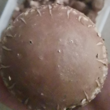 大白花香菇，这几天一直高温菇少，好货不多，大白菇也有花菇