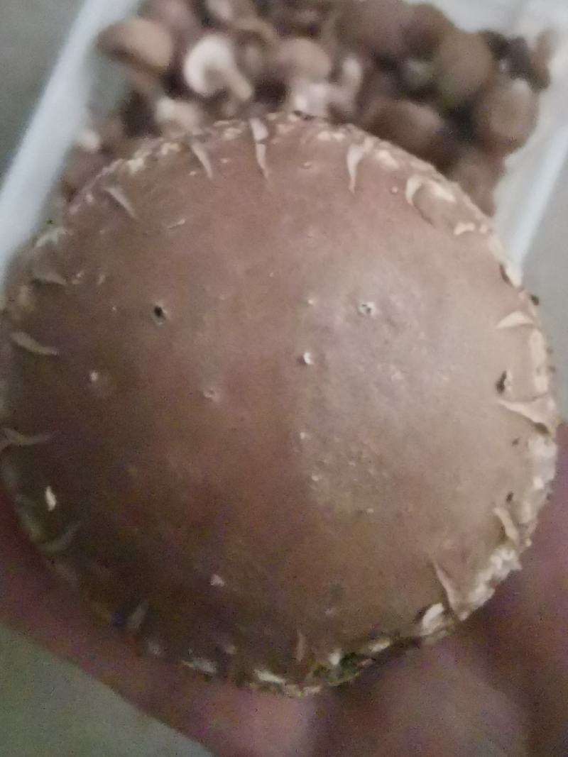 大白花香菇，这几天一直高温菇少，好货不多，大白菇也有花菇