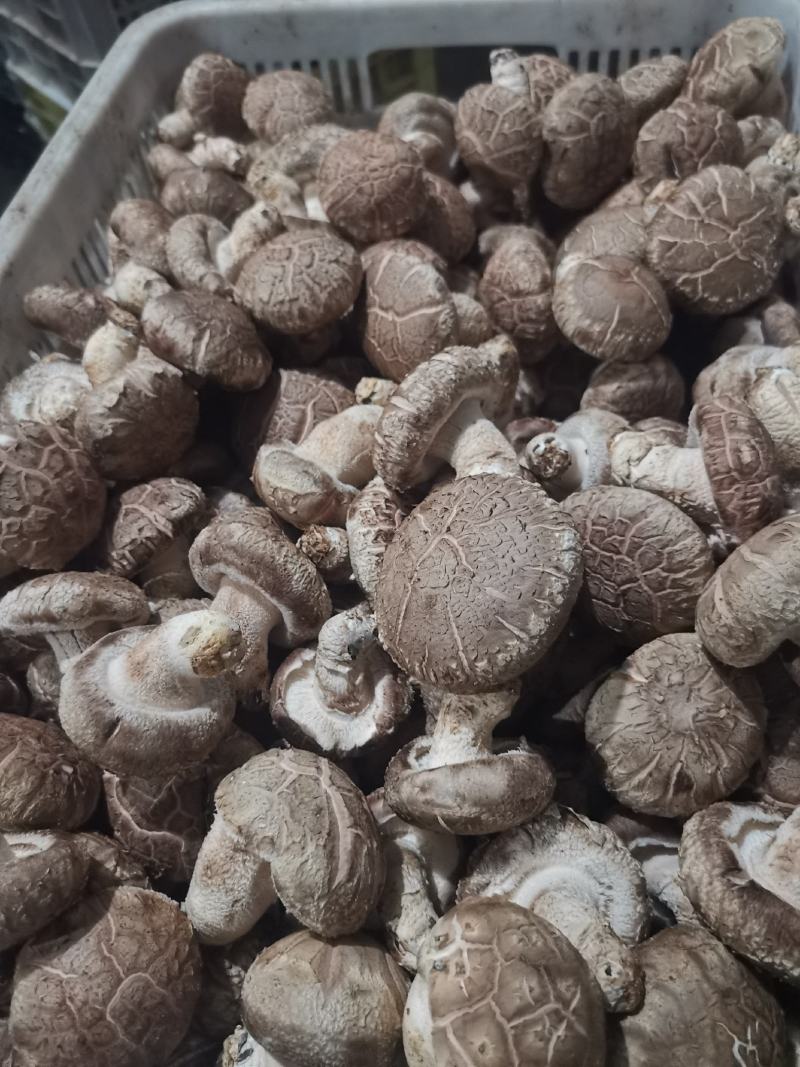 大白花香菇，这几天一直高温菇少，好货不多，大白菇也有花菇