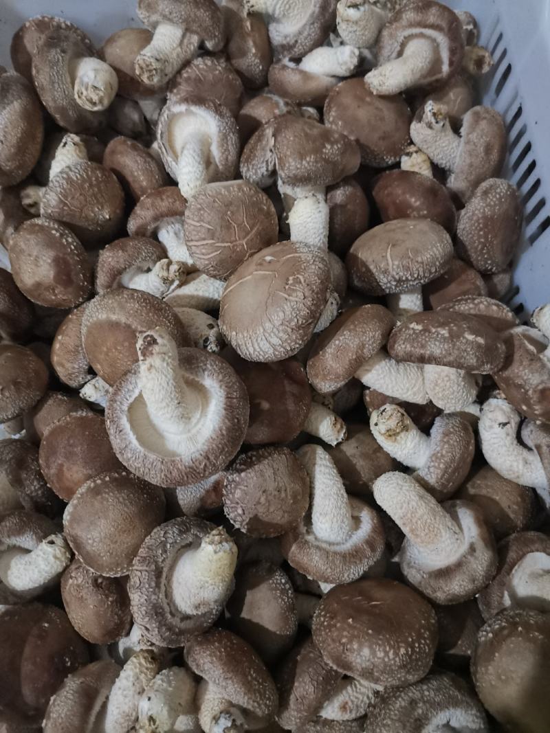 大白花香菇，这几天一直高温菇少，好货不多，大白菇也有花菇