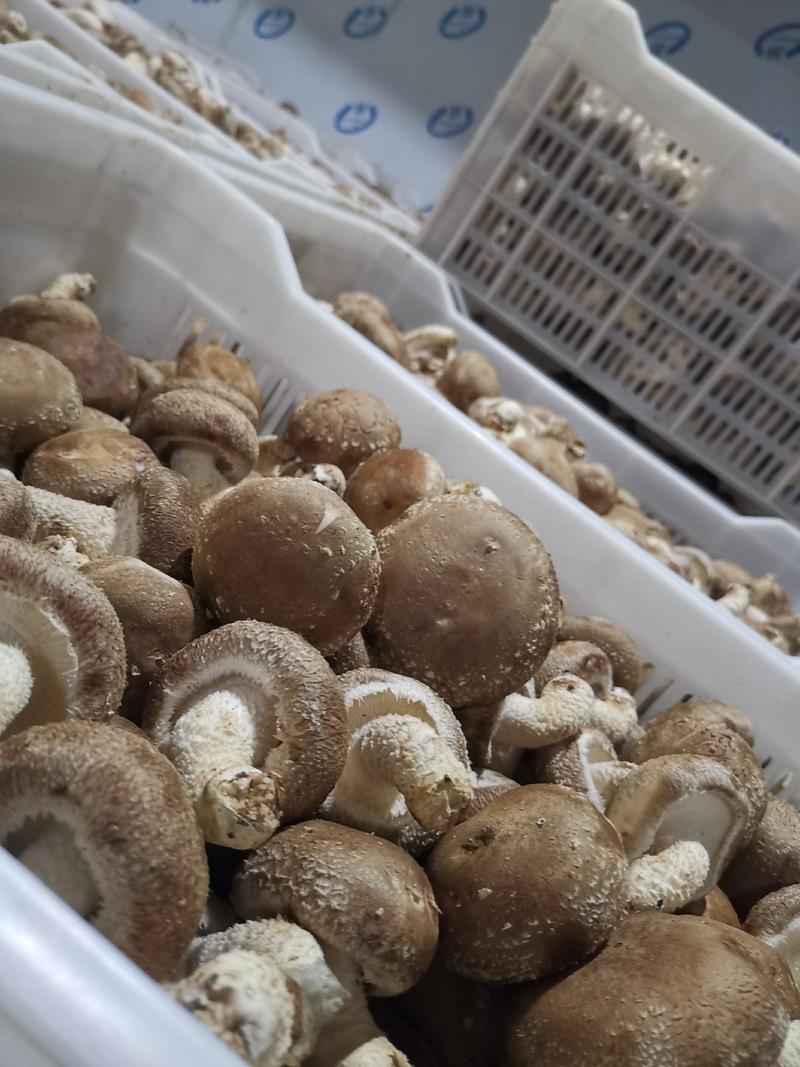 大白花香菇，这几天一直高温菇少，好货不多，大白菇也有花菇