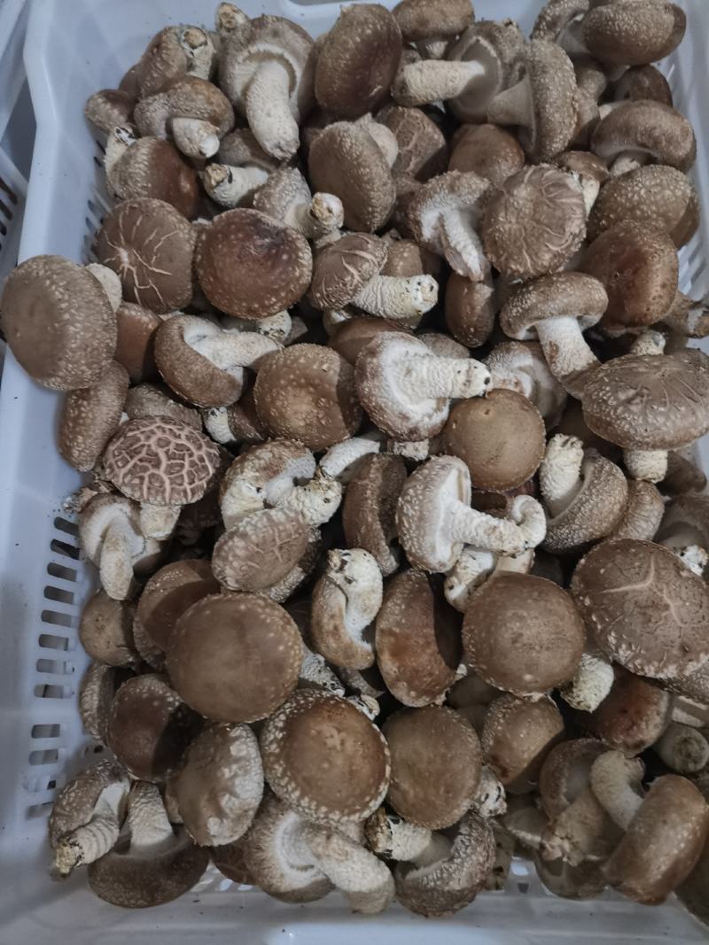 大白花香菇，这几天一直高温菇少，好货不多，大白菇也有花菇
