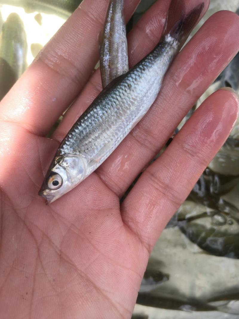 赤眼鱼苗，场地直销，快大良种鱼苗无病无伤易养，欢迎选购。