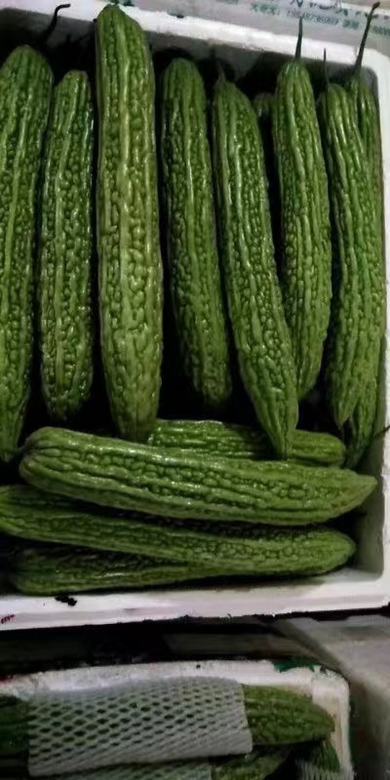 湖北万亩苦瓜基地大量上市一级货大麻小麻一件代发批发商