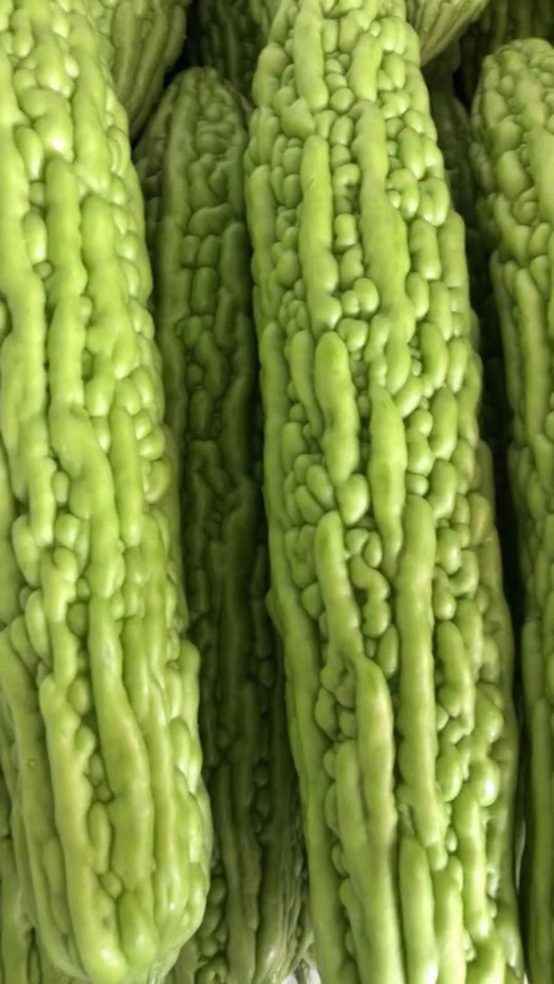 湖北万亩苦瓜基地大量上市一级货大麻小麻一件代发批发商