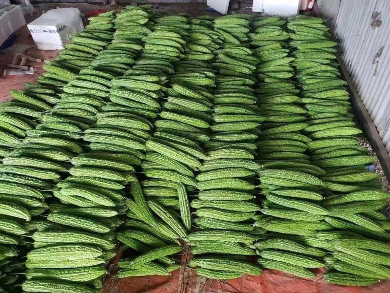 湖北万亩苦瓜基地大量上市一级货大麻小麻一件代发批发商