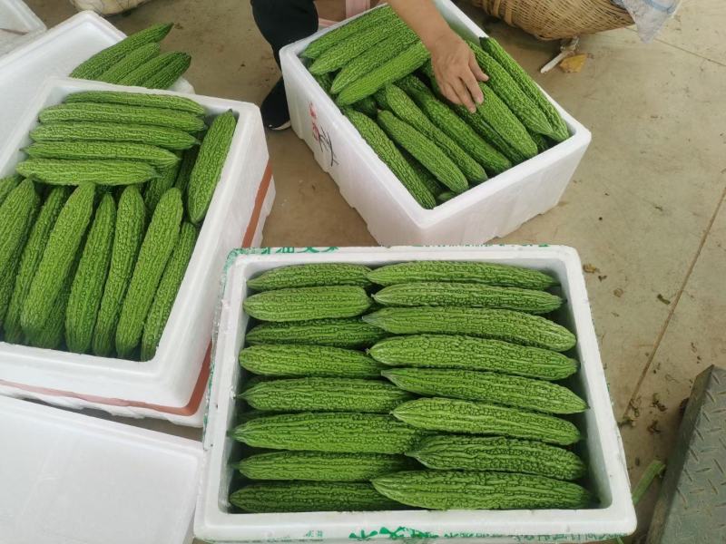 湖北万亩苦瓜基地大量上市一级货大麻小麻一件代发批发商