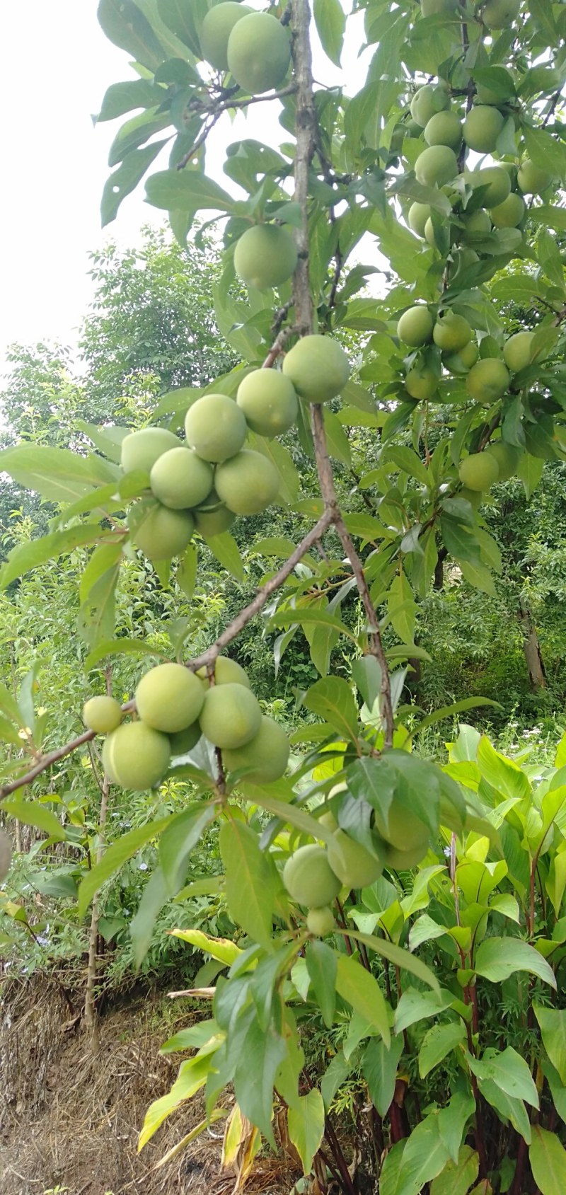 新鲜万州青脆脱骨李子现摘现发支持一件代发