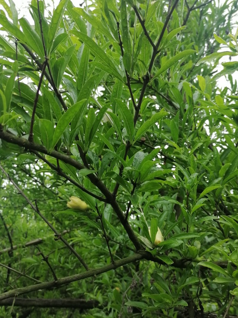 白花石榴大红袍石榴盆栽全冠庭院栽量大价格