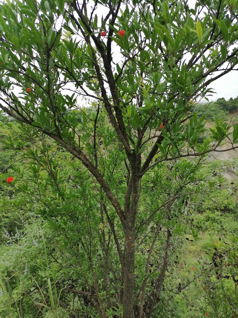 白花石榴大红袍石榴盆栽全冠庭院栽量大价格