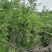 白花石榴大红袍石榴盆栽全冠庭院栽量大价格