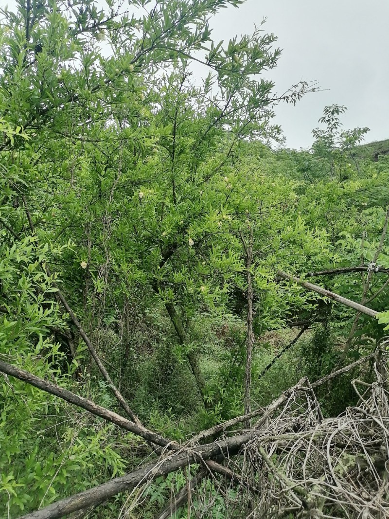 白花石榴大红袍石榴盆栽全冠庭院栽量大价格