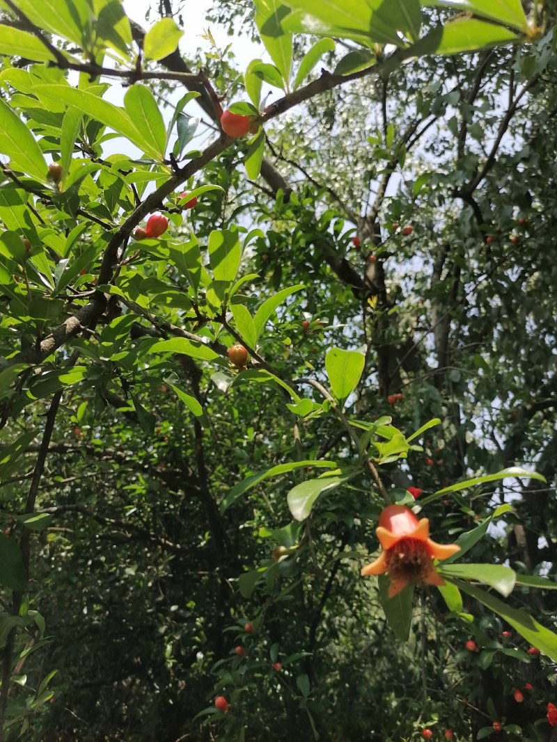 白花石榴大红袍石榴盆栽全冠庭院栽量大价格