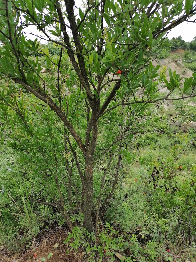 白花石榴大红袍石榴盆栽全冠庭院栽量大价格