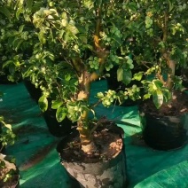 优质盆栽长寿果观花观果挂果时间长原盆发货