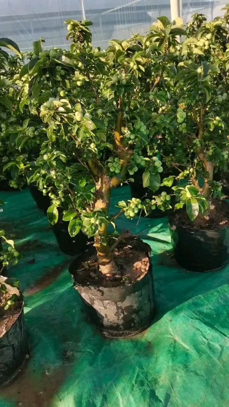 优质盆栽长寿果观花观果挂果时间长原盆发货