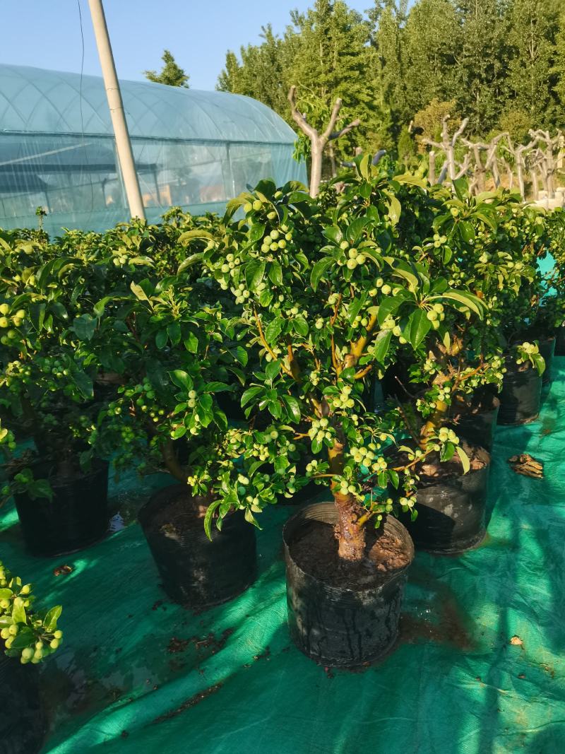 优质盆栽长寿果观花观果挂果时间长原盆发货