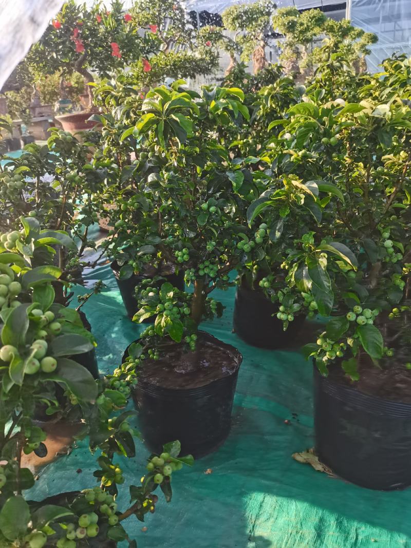 优质盆栽长寿果观花观果挂果时间长原盆发货