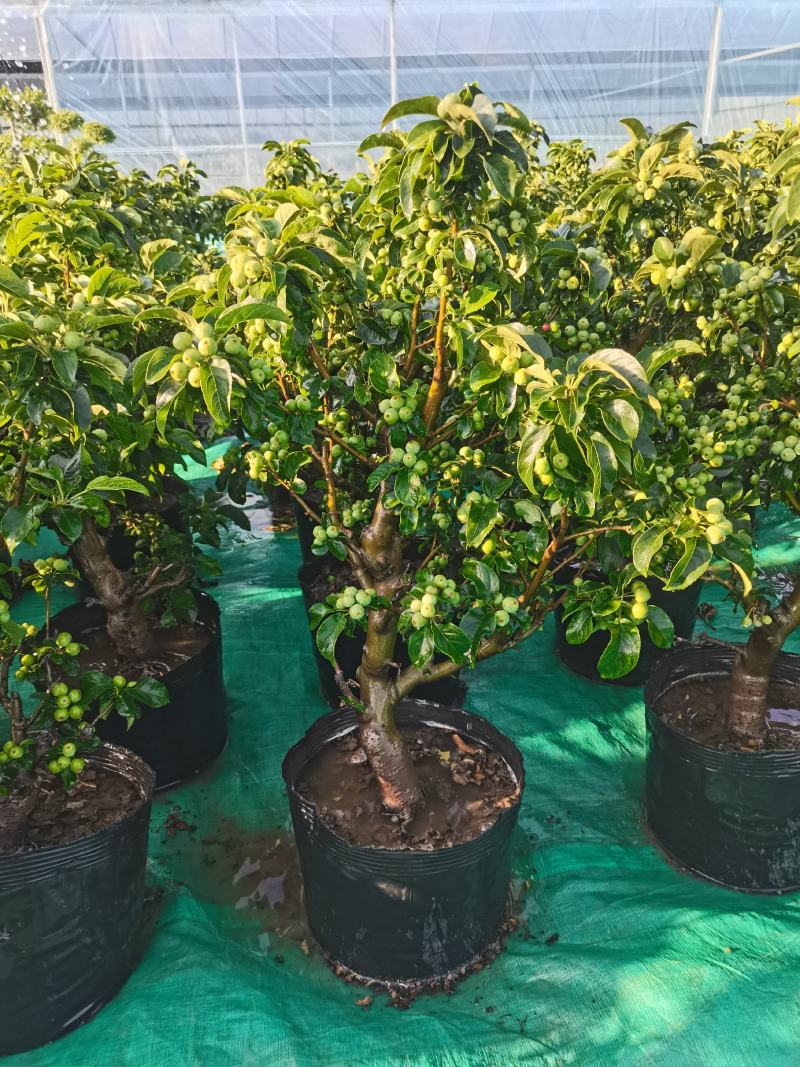 优质盆栽长寿果观花观果挂果时间长原盆发货