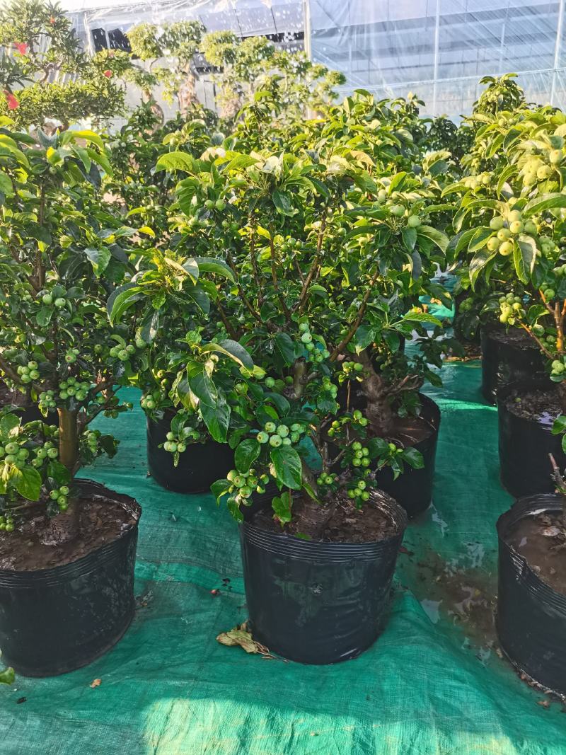 优质盆栽长寿果观花观果挂果时间长原盆发货