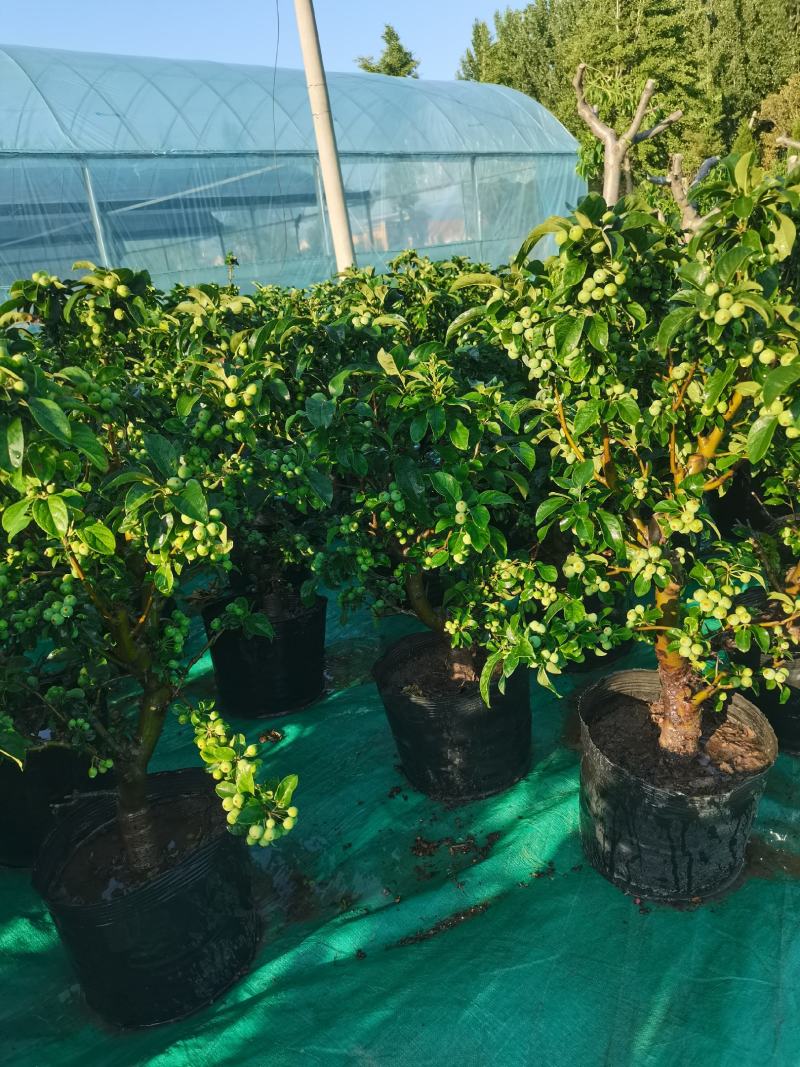 优质盆栽长寿果观花观果挂果时间长原盆发货