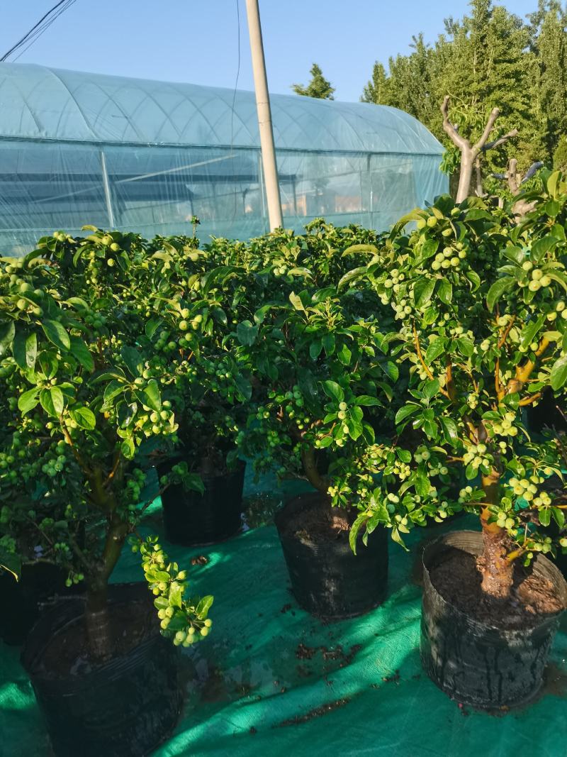 优质盆栽长寿果观花观果挂果时间长原盆发货