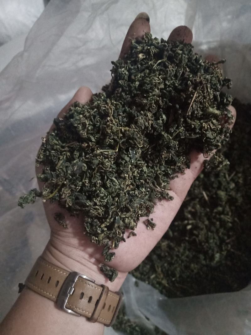 绞股蓝
