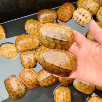 精品外塘皖西纯种小青禄仔，现货多，欢迎前来批发