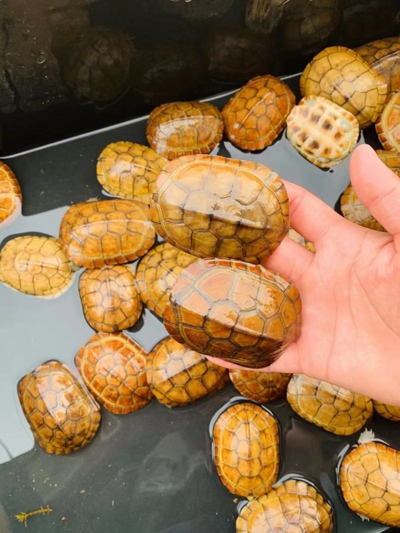 精品外塘皖西纯种小青禄仔，现货多，欢迎前来批发