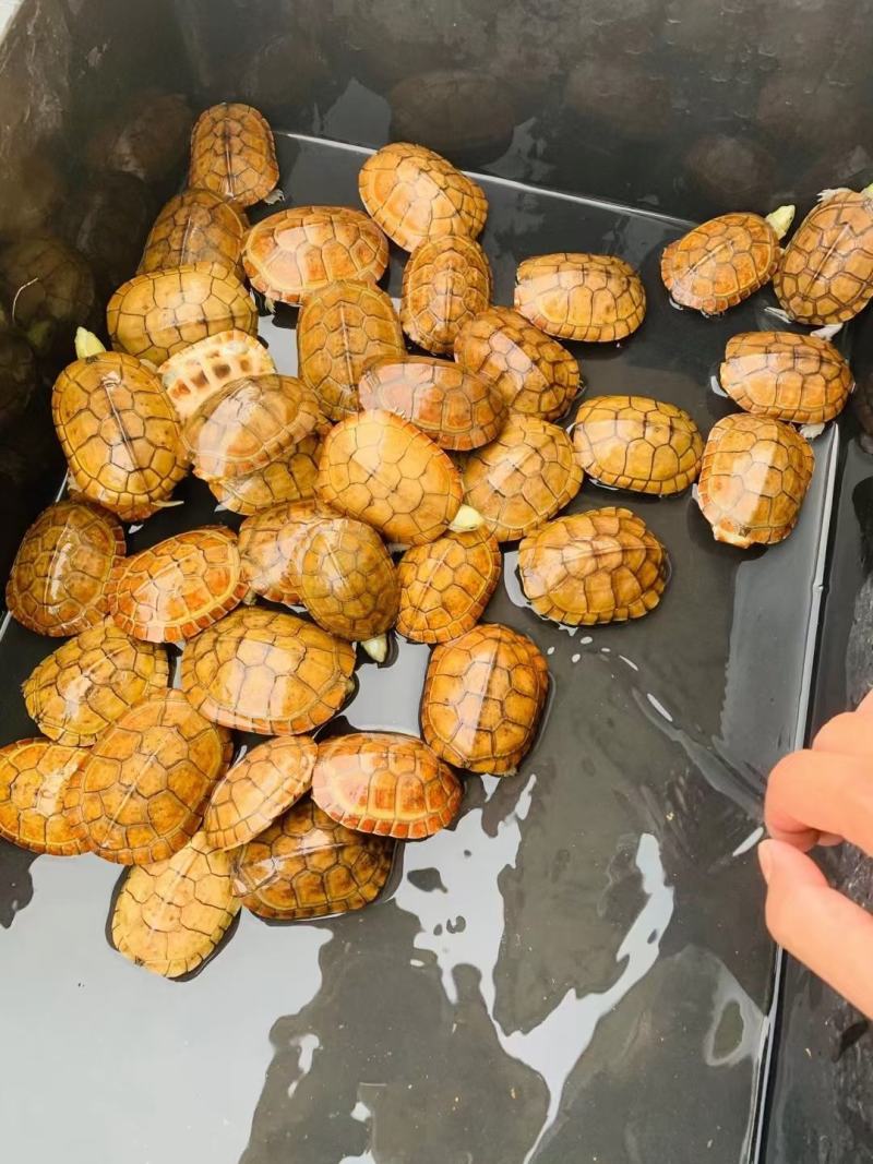 精品外塘皖西纯种小青禄仔，现货多，欢迎前来批发