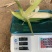 糯玉米。花糯