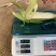 糯玉米。花糯