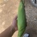 糯玉米。花糯