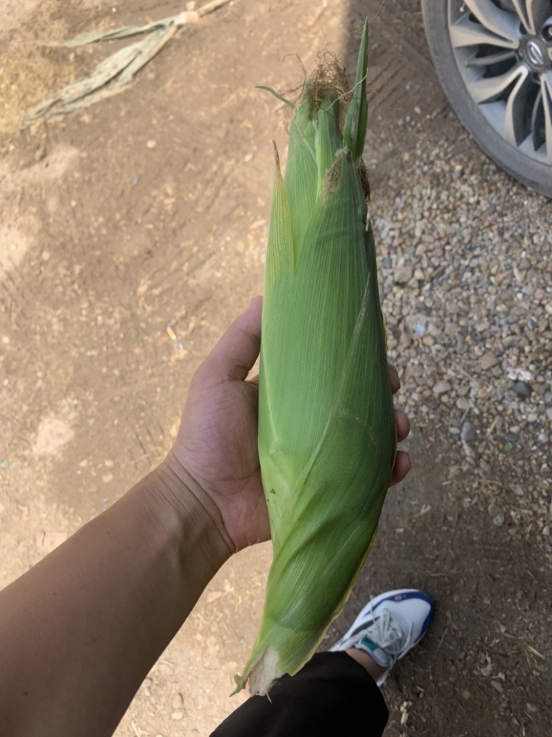 糯玉米。花糯