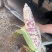 糯玉米。花糯