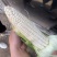 糯玉米。花糯