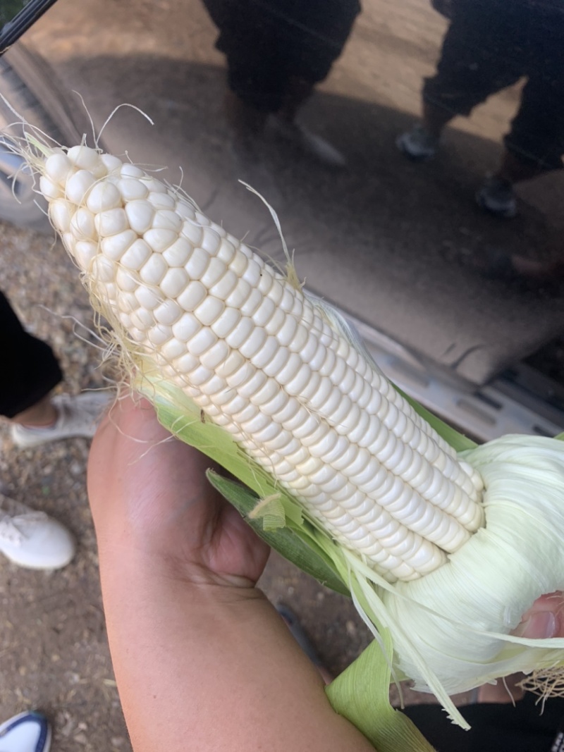 糯玉米。花糯