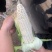 糯玉米。花糯