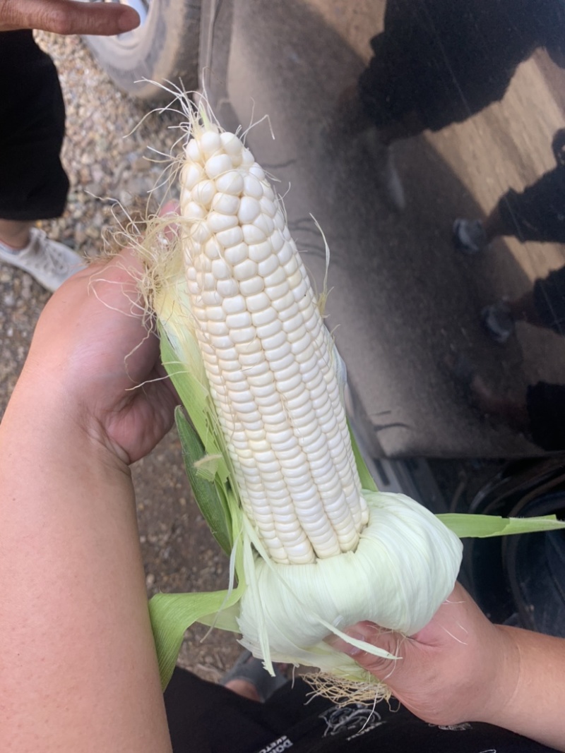 糯玉米。花糯