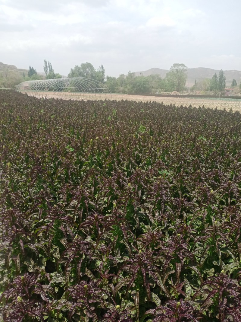 甘肃定西红叶莴笋大量上市，需要的抓紧联系了