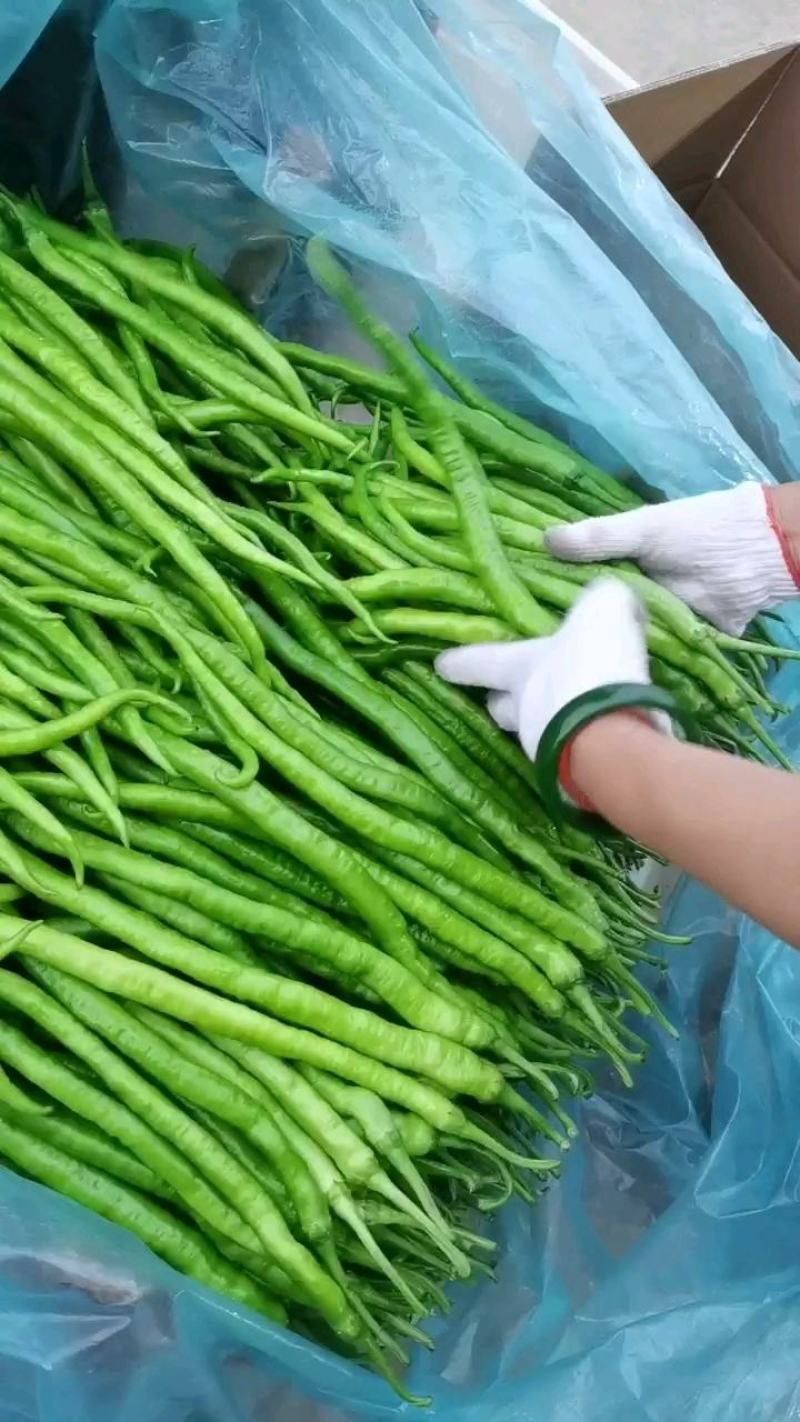 线椒大量上市质量保证，价格低，包装精美物流便捷欢迎采购