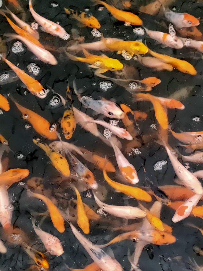 （精选优质）【锦鲤鱼苗】日本锦鲤三色锦鲤成活率高